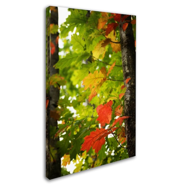 Philippe Sainte-Laudy 'Oak Leaves' Canvas Art,16x24